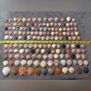 150 - Sanibel Island Scallop Seashell Collection.  Great for crafters!!